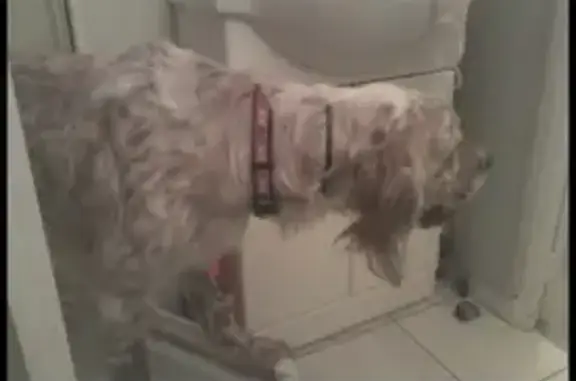 Chien perdu , photo : Setter blanc et marron perdu à Riom