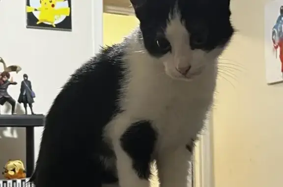 Missing Black & White Cat - Reward £100