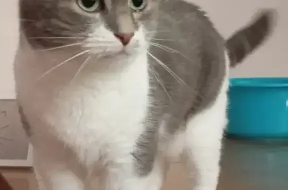 Chatte trouvée à Dijon, Chemin des Lentillères - photo