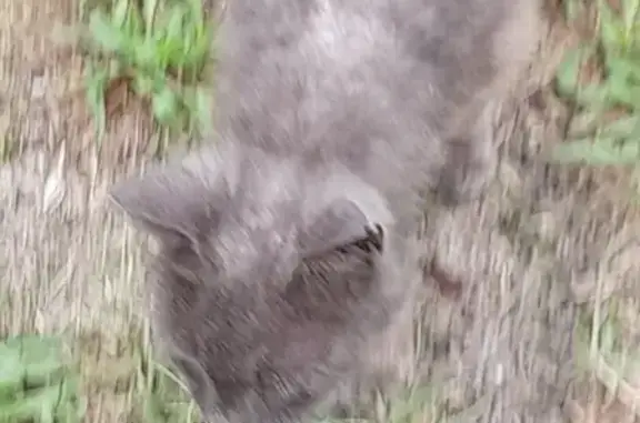 Animaux trouvés Parentis-en-Born, photo: Chat gris trouvé, malade, Chemin de Pelot