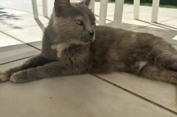 Chat trouvé Sainte-Maxime, photo: Chat Femelle Trouvée à Sainte-Maxime