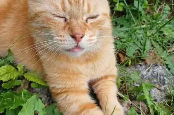 Chat trouvé Tergnier, photo: Chat abandonné cherche famille à Tergnier