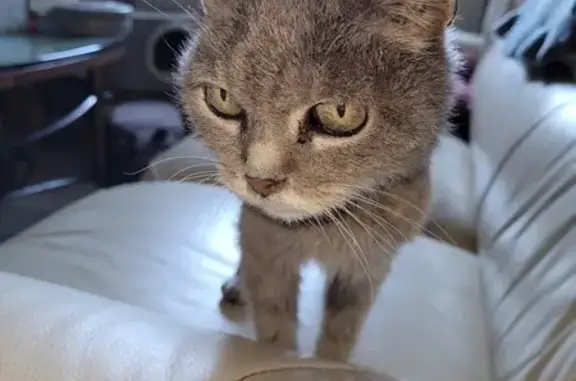 Chat trouvé à Vadans, recherche ses maîtres - photo
