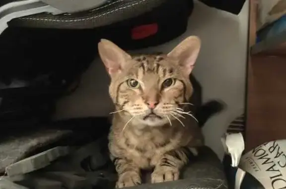 Chat mâle trouvé, maigre, rue Jean Mermoz - photo