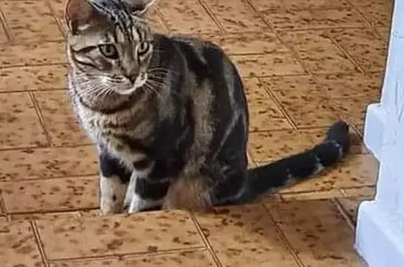 Animaux trouvés , photo: Chat tigré trouvé affamé Route de l'Auberge