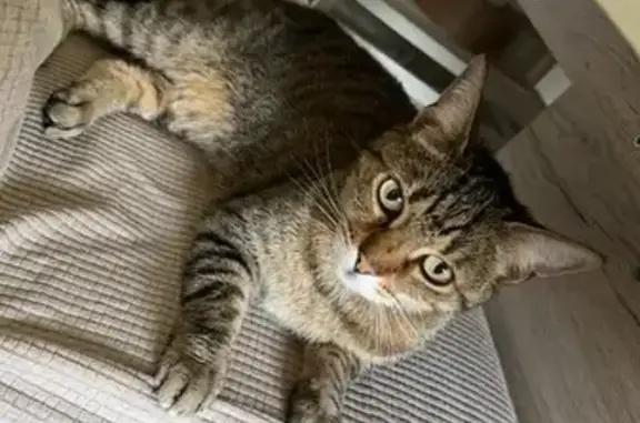 Chat tigré trouvé, Avenue Jeanne d'Arc, Fameck - photo
