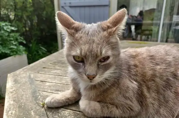 Chat perdu, Gradignan, photo: Chat gris et blanc disparu à Gradignan