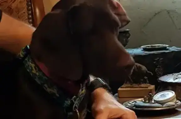 Chienne croisée Braque chocolat perdue - photo