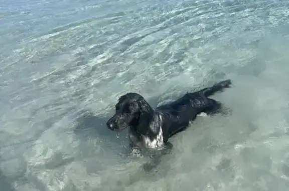 Chien Setter noir et blanc trouvé à Palombaggia - photo