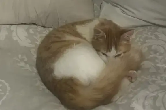 Lost Ginger & White Kitten in Gqeberha