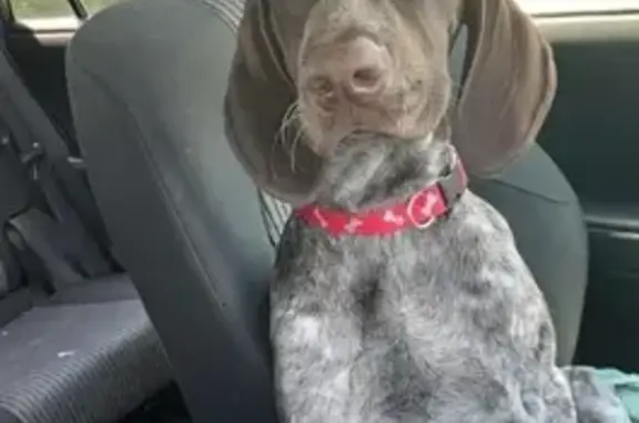 Missing 5-Month-Old Male GSP in NC Woods