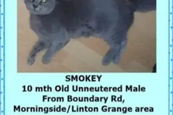 Help Find Smokey: Lost Russian Blue Cat