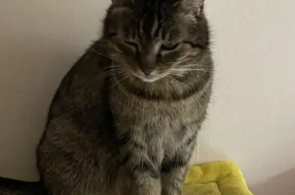 Chat tigre mâle disparu à Vandoncourt - photo