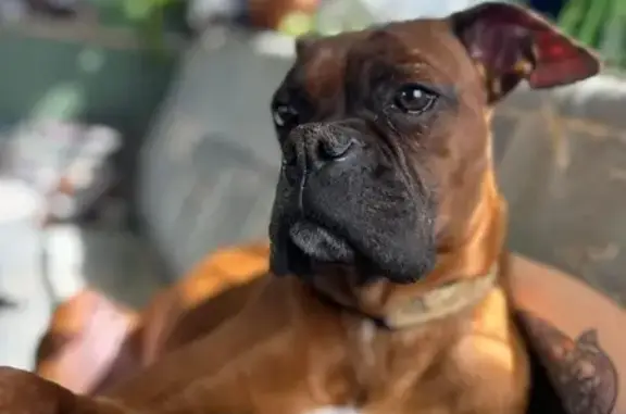 Lost Boxer: Roo Missing from Old Mill Rd!