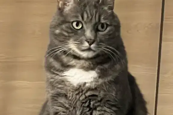 Animaux perdus Roche-lez-Beaupré, photo: Chat perdu : Funky, pucé, tatoué, Rue de la Gare