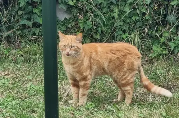 Chat trouvé, Rue de la Martinière, Veigné - photo