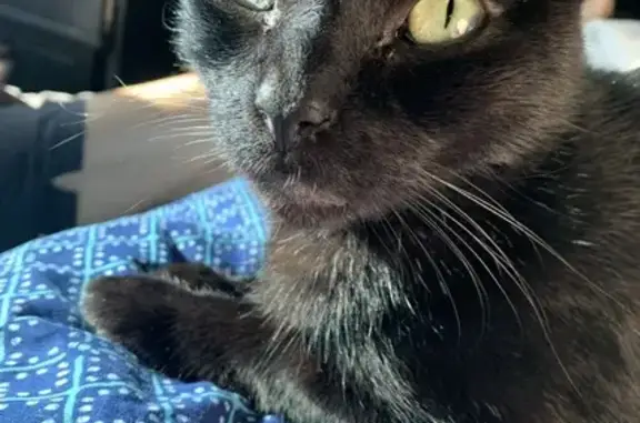 Lost Black Cat: Green Eyes, Ventura Canyon Ave