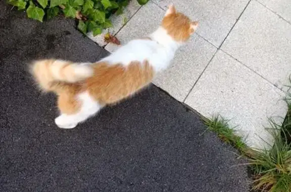 Chat mâle castré trouvé, orange et blanc, sociable - photo
