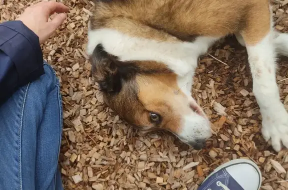 Chien trouvé au parc de l'Arc'hantel, Brest - photo