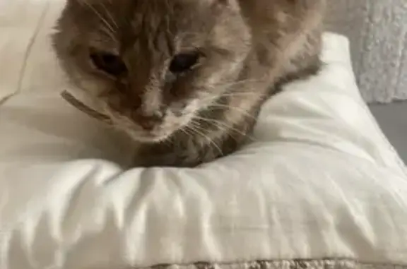 Chat trouvé à Carnières, Paris - photo