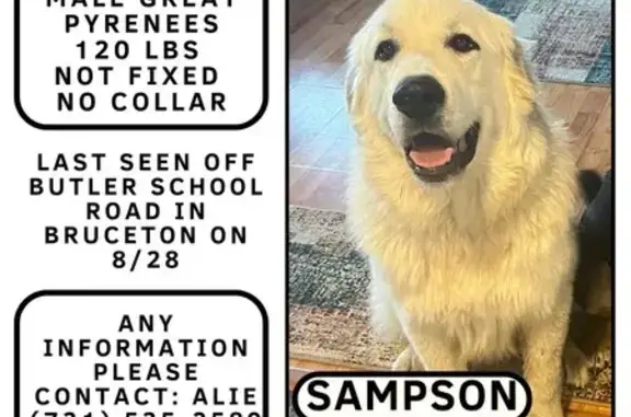 Missing Male Pyreneese in Hollow Rock, TN