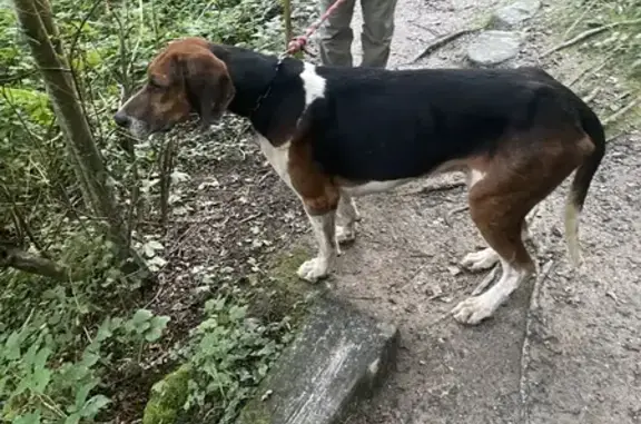 Animaux trouvés Orvault, photo: Chien trouvé avec collier à Orvault