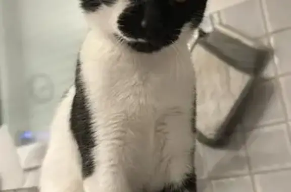 Chat mâle noir et blanc disparu à Aiffres - photo