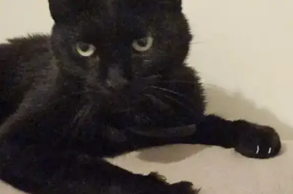 Petite chatte noire trouvée à Grenoble - photo