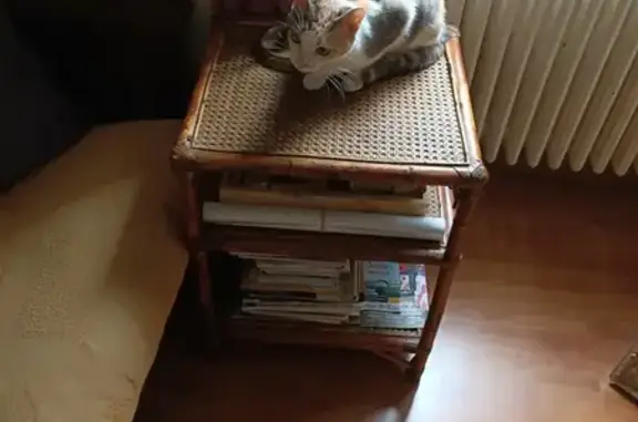 Chatte tachetée trouvée Rue de l'Arsenal - photo