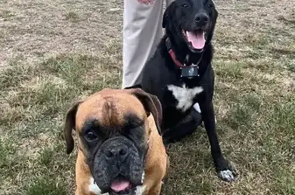 Chien trouvé , photo: Boxer et chien noir trouvés à Villemontais