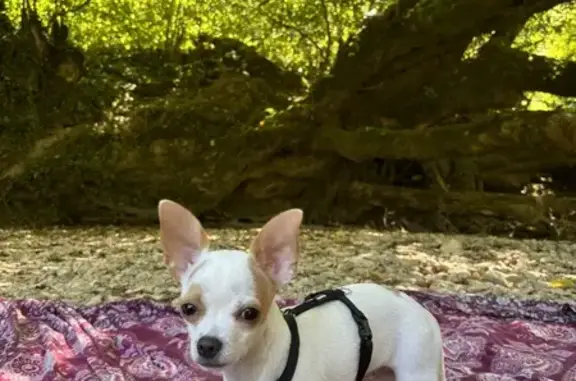 Chiot peureux 4 mois perdu Rue Talbot, Briare - photo