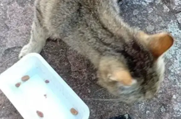 Chat âgé et maigre trouvé à Cernay - photo