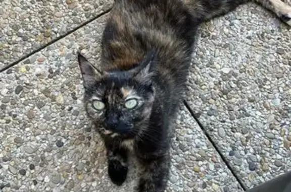 Chatte écaille de tortue perdue à St-Pierre - photo