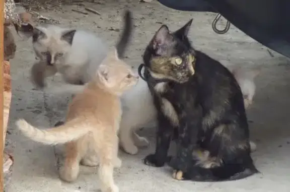 Chatons trouvés sur tas de bois à Villeneuve - photo