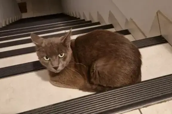 Chat gris trouvé sans collier à Jurançon - photo