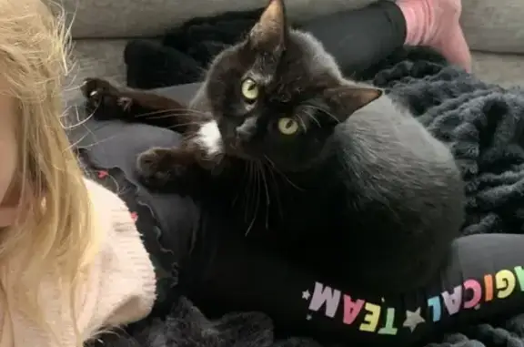 Animaux perdus , photo: Chat noir perdu avant déménagement, Fraisse