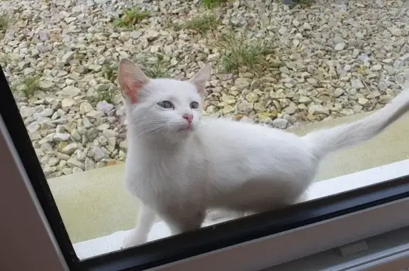 Chaton blanc trouvé à Helleville - photo