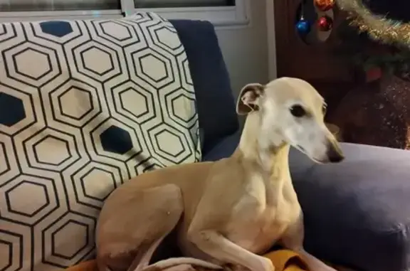 Chien perdu , photo : Chien perdu : Nouchka, lévrier whippet beige