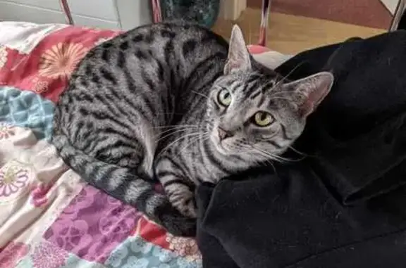 Lost Silver Tabby - Merton Rd, Histon