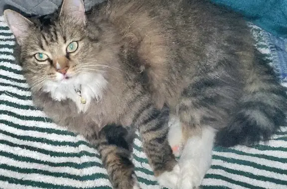 Missing Tabby Cat: Reward for Safe Return