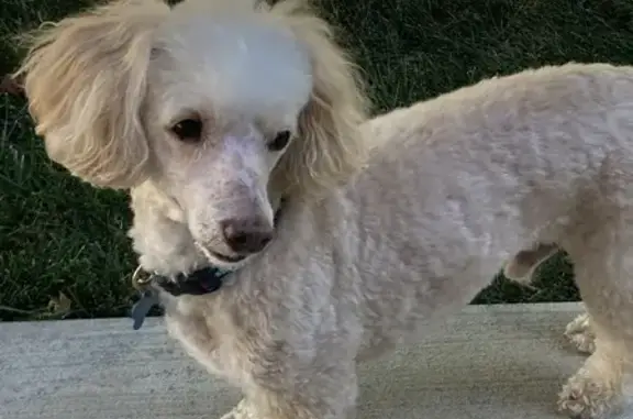 Missing Skittish Poodle in Arlington Area