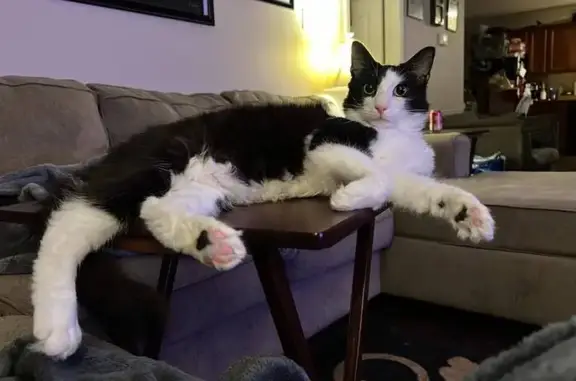 Lost Large Black & White Cat - Conway, 4900