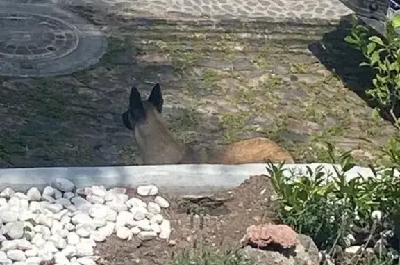 Cachorrita Pastora Belga Malinois Encontrada