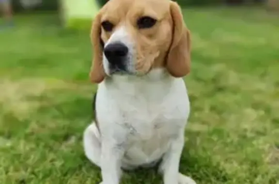 Chien perdu , photo : Beagle tricolore 3 ans perdu à Saint-Maurice