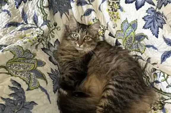 Missing Tabby Cat with Unique Eyes in Butlerville