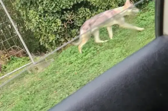 Chien trouvé mardi 9h et 19h à St-Michel - photo
