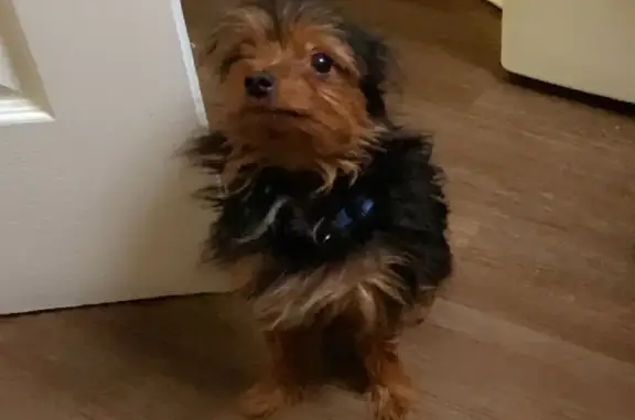 Lost Mini Yorkie on MLK Blvd, Columbus