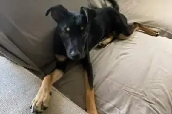 Lost Male German Shepherd Mix in Chicago