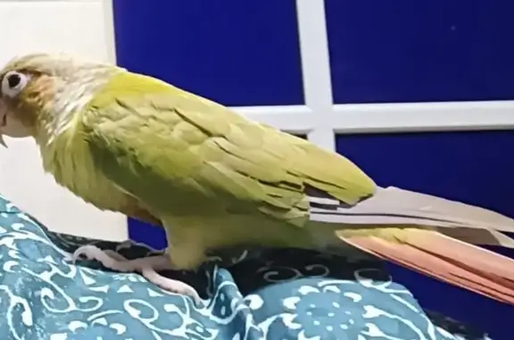 Lost Bird: Green, Yellow Head, Pink Underside