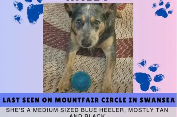 Missing Blue Heeler: Brown & Black, Swansea